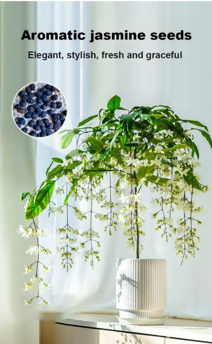 Richly Fragrant Weeping Jasmine Seeds