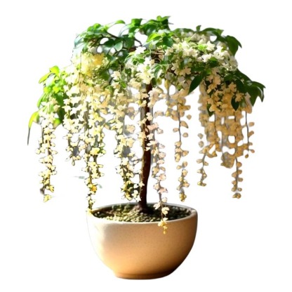 Richly Fragrant Weeping Jasmine Seeds