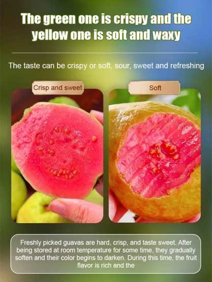 [Low fat, anti-three highs] Pearl guava seeds