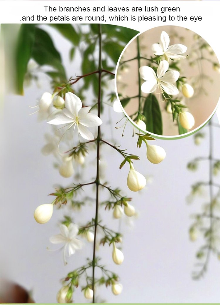 Richly Fragrant Weeping Jasmine Seeds