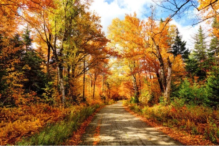 Large Stainless Steel Multipurpose Paring Knife