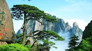 Large Stainless Steel Multipurpose Paring Knife