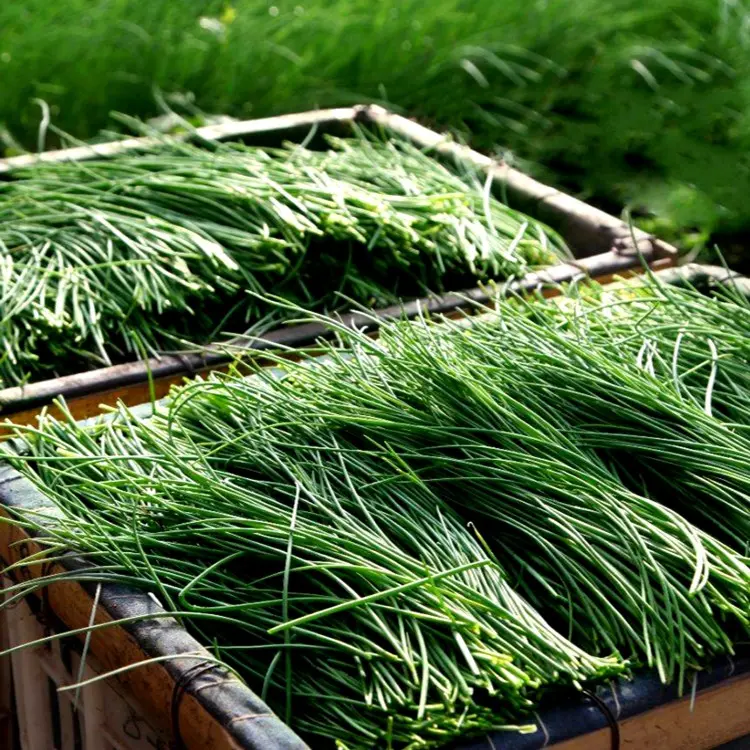 🌿 Wild Onion Seeds (Allium polyrhizum) 🌍 Exotic Flavor, Year-Round Harvest!