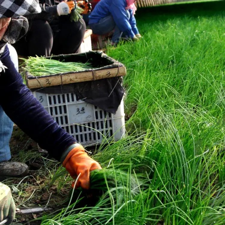 🌿 Wild Onion Seeds (Allium polyrhizum) 🌍 Exotic Flavor, Year-Round Harvest!