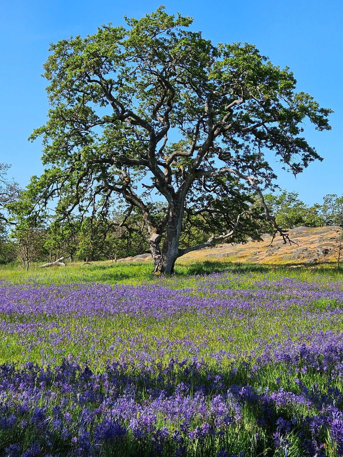 Stillhead Garry Oak Rye Whisky 750ml 