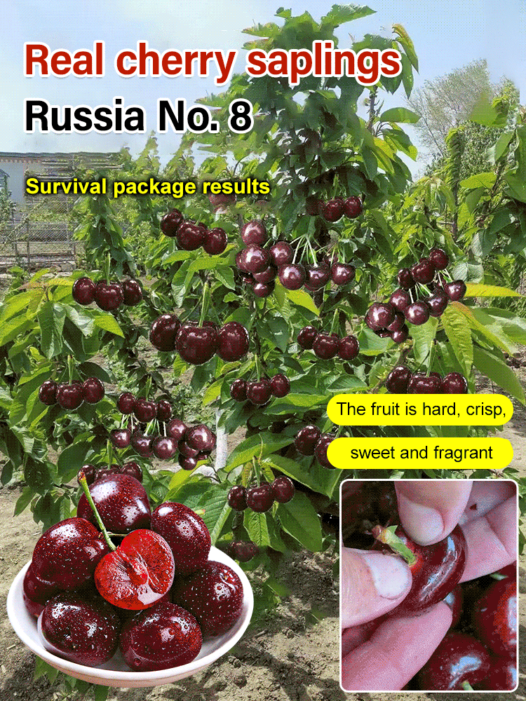 [A single one can bear] Chelsea Cherry Tree Seedling