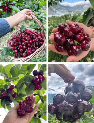 [A single one can bear] Chelsea Cherry Tree Seedling