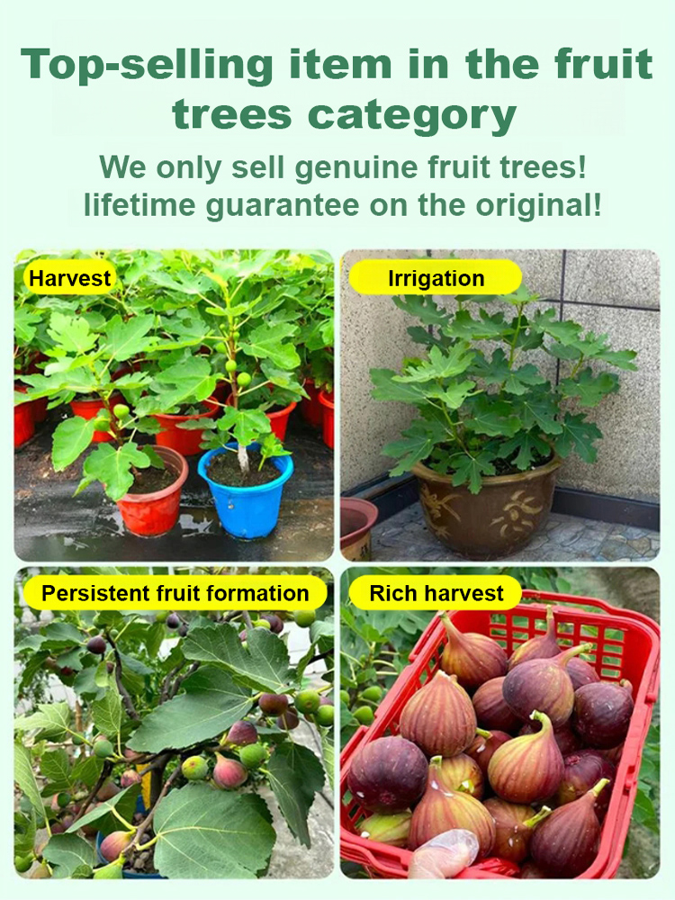 【Guaranteed survival】Imported fig seedlings from Türkiye