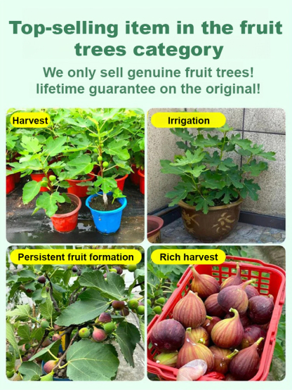 【Guaranteed survival】Imported fig seedlings from Türkiye
