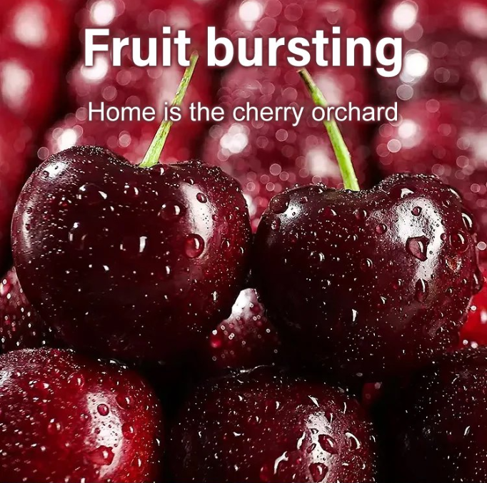 [A single one can bear] Chelsea Cherry Tree Seedling