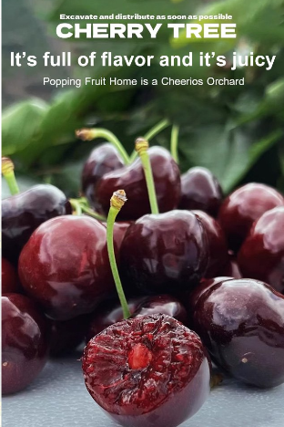 [A single one can bear] Chelsea Cherry Tree Seedling