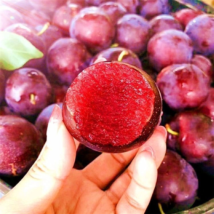 【Rare Variety】Red-Flesh Cherry Plum Seedlings