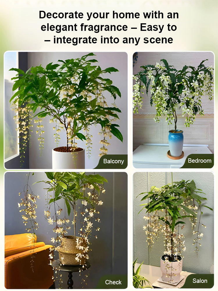 Richly Fragrant Weeping Jasmine Seeds