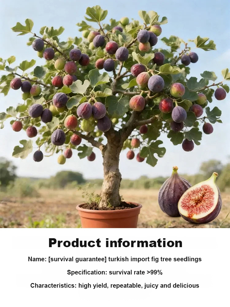 【Guaranteed survival】Imported fig seedlings from Türkiye