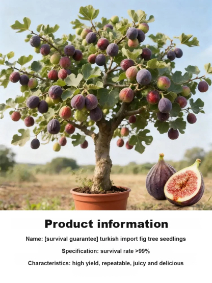 【Guaranteed survival】Imported fig seedlings from Türkiye