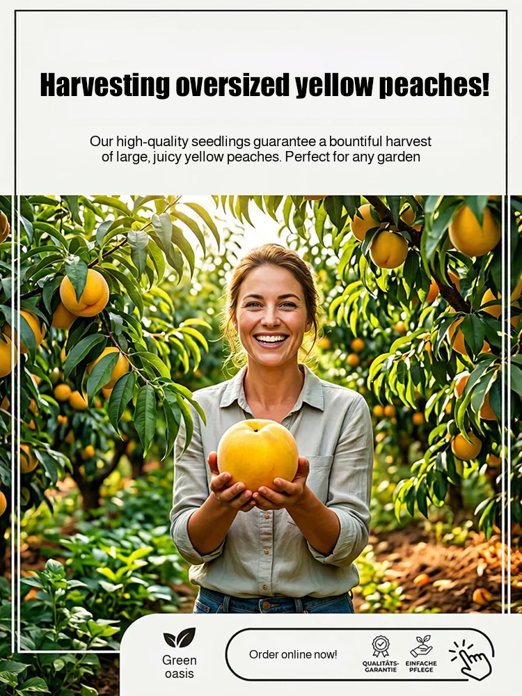 [Bearing Fruit in 3 Months] Extra Large Golden Peach Saplings
