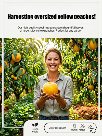 [Bearing Fruit in 3 Months] Extra Large Golden Peach Saplings