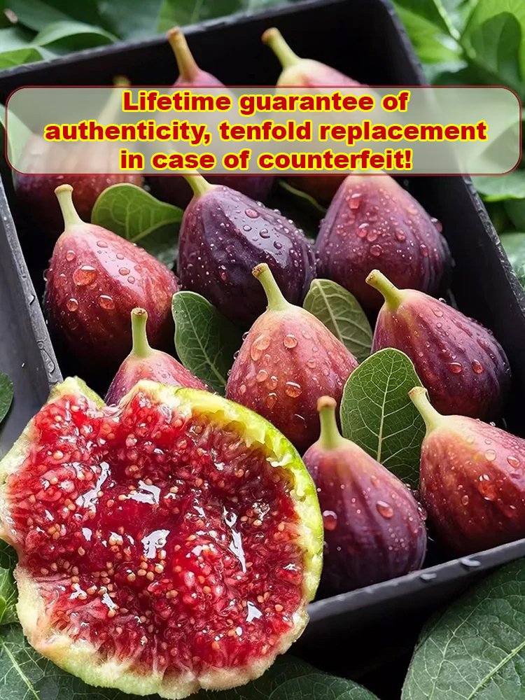 【Guaranteed survival】Imported fig seedlings from Türkiye