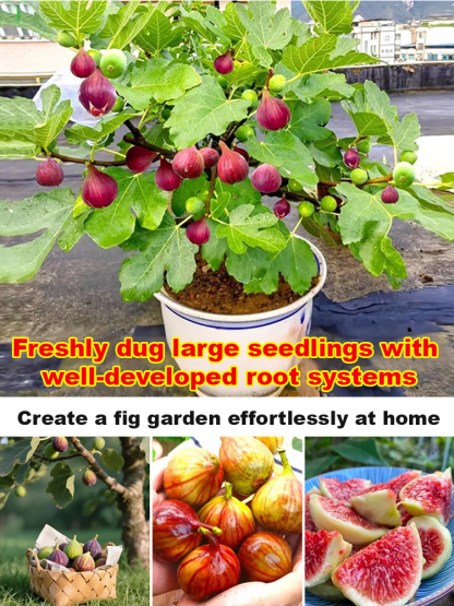 【Guaranteed survival】Imported fig seedlings from Türkiye