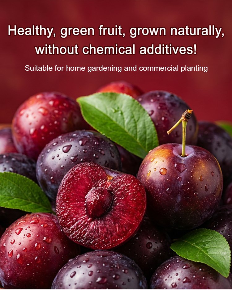 【Rare Variety】Red-Flesh Cherry Plum Seedlings