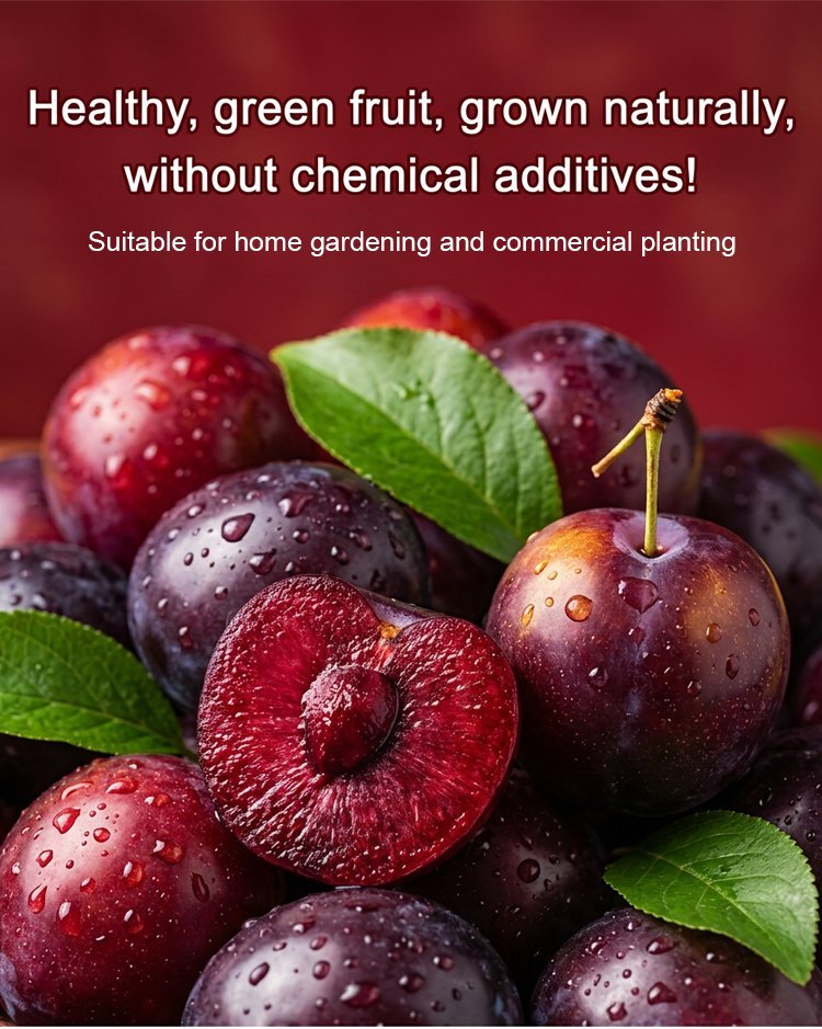 【Rare Variety】Red-Flesh Cherry Plum Seedlings