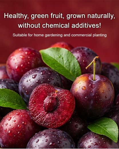 【Rare Variety】Red-Flesh Cherry Plum Seedlings