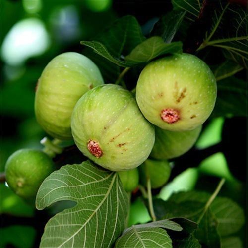 【Guaranteed survival】Imported fig seedlings from Türkiye