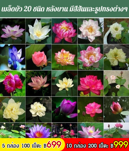 【ดอกบัวนำโชคดี】เมล็ดบัวแคระไฮโดรโปนิกส์สำหรับรับชม