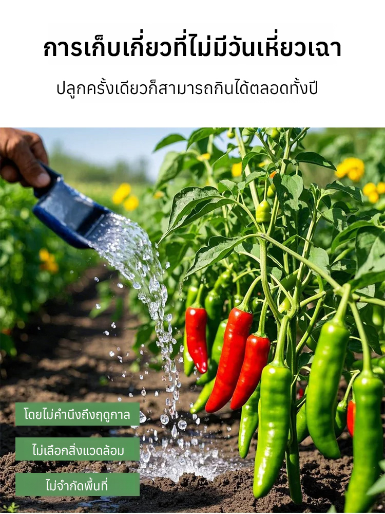 【เด็ดไม่แพ้】เมล็ดพันธุ์พริกพันธุ์ต้านโรคที่คัดสรร