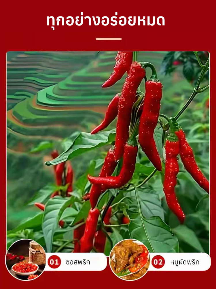 【เด็ดไม่แพ้】เมล็ดพันธุ์พริกพันธุ์ต้านโรคที่คัดสรร