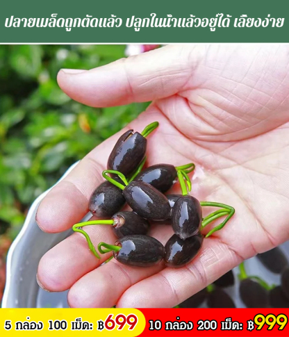 【ดอกบัวนำโชคดี】เมล็ดบัวแคระไฮโดรโปนิกส์สำหรับรับชม