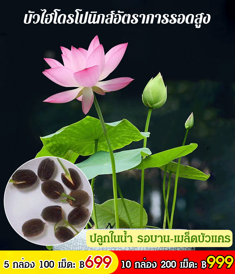 【ดอกบัวนำโชคดี】เมล็ดบัวแคระไฮโดรโปนิกส์สำหรับรับชม
