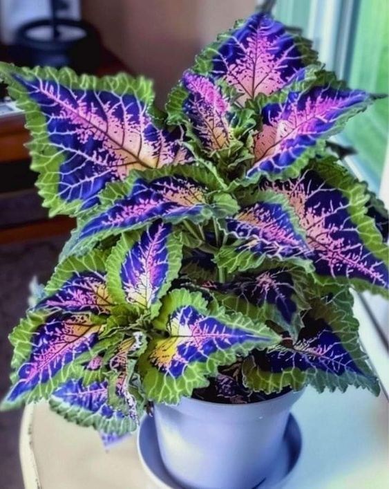 🌿Frost-Resistant Rare Color Coleus – Brighten Your Space with Unique Foliage 🌿