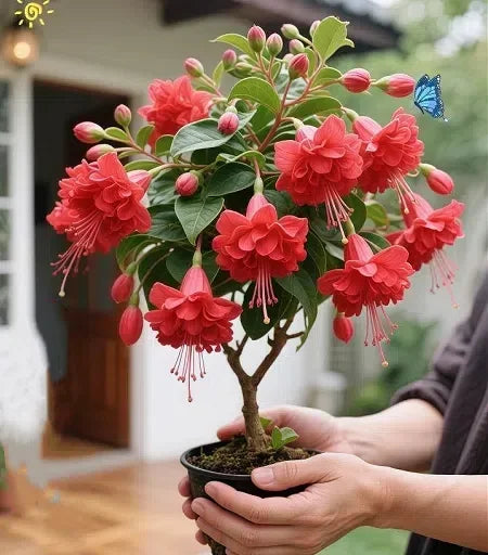 🔥Семена на издръжливи многогодишни цветя🌺Плачеща фуксия - мечтателен висящ цветен водопад