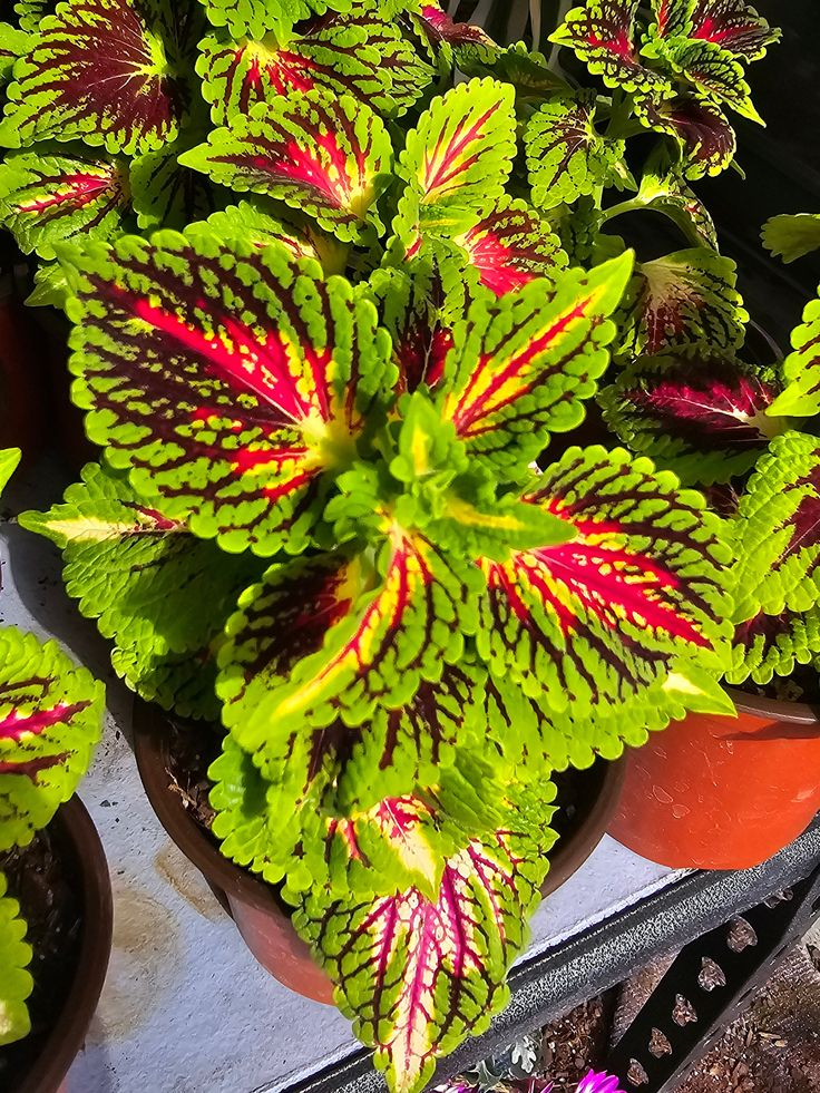 🌿Frost-Resistant Rare Color Coleus – Brighten Your Space with Unique Foliage 🌿