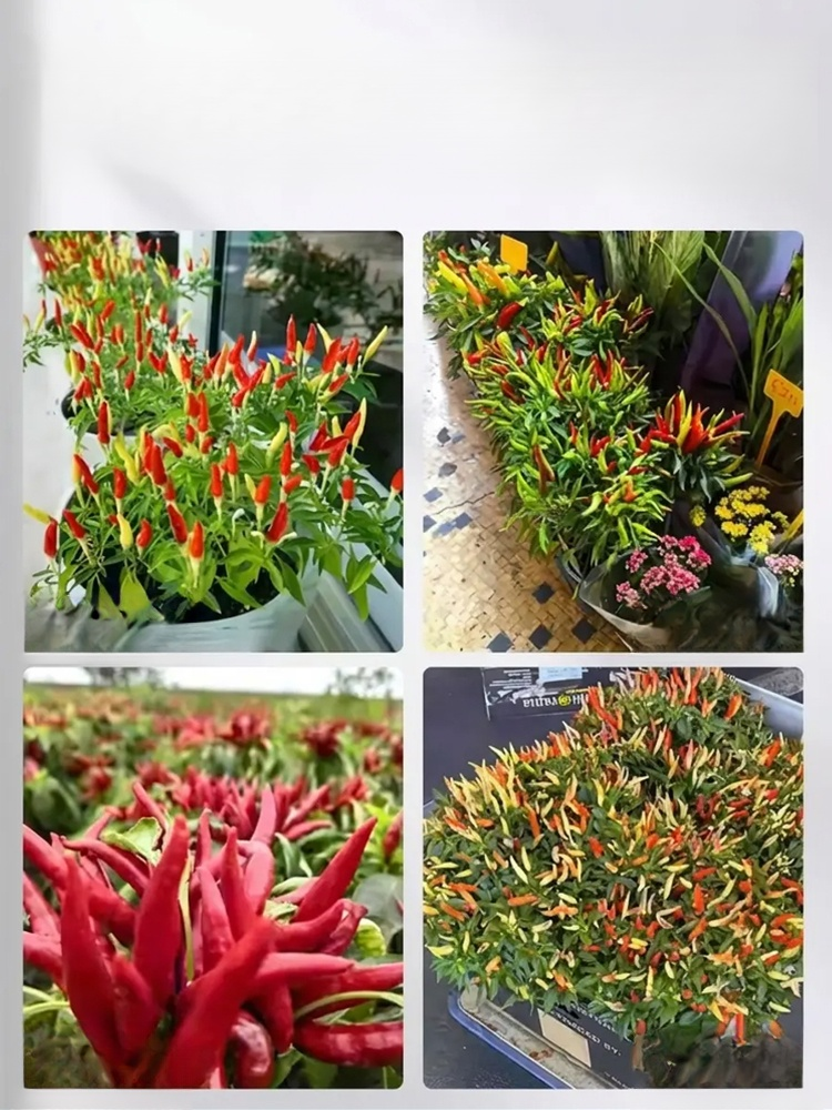 【Unyielding Harvest】Selected Disease-Resistant Pepper Tree Seeds