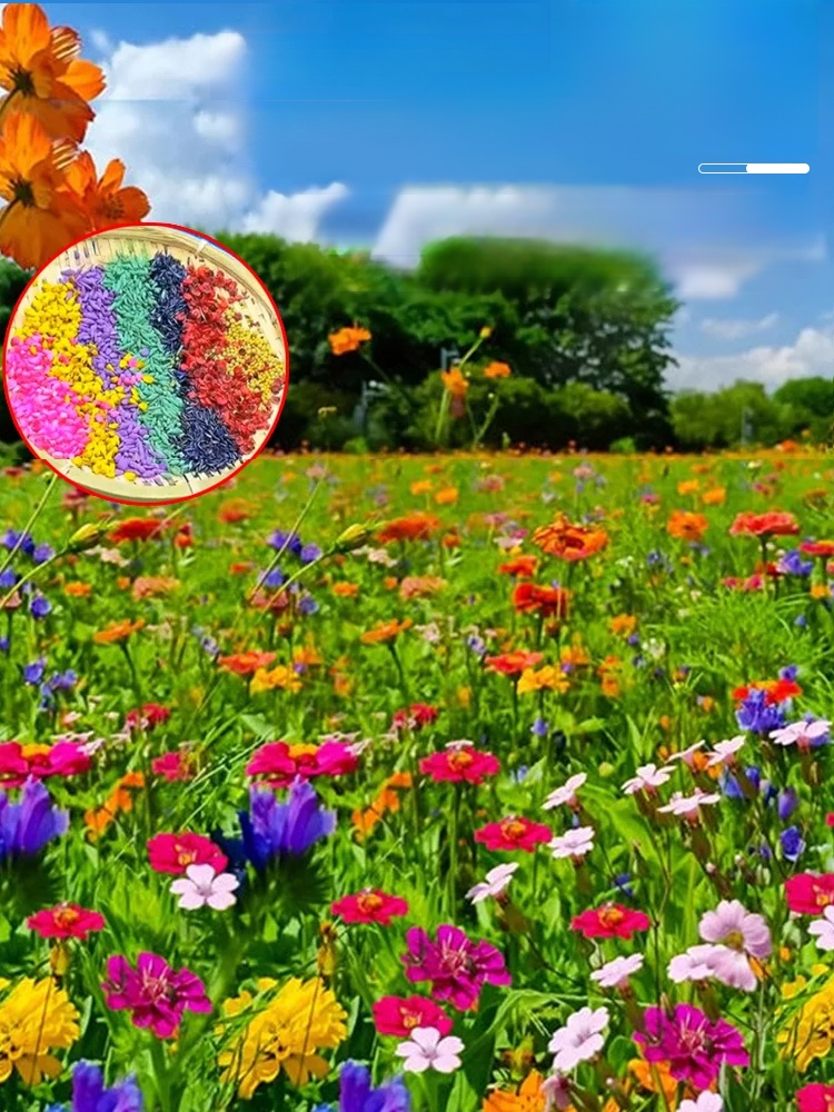 【四季開花】花海組合種子