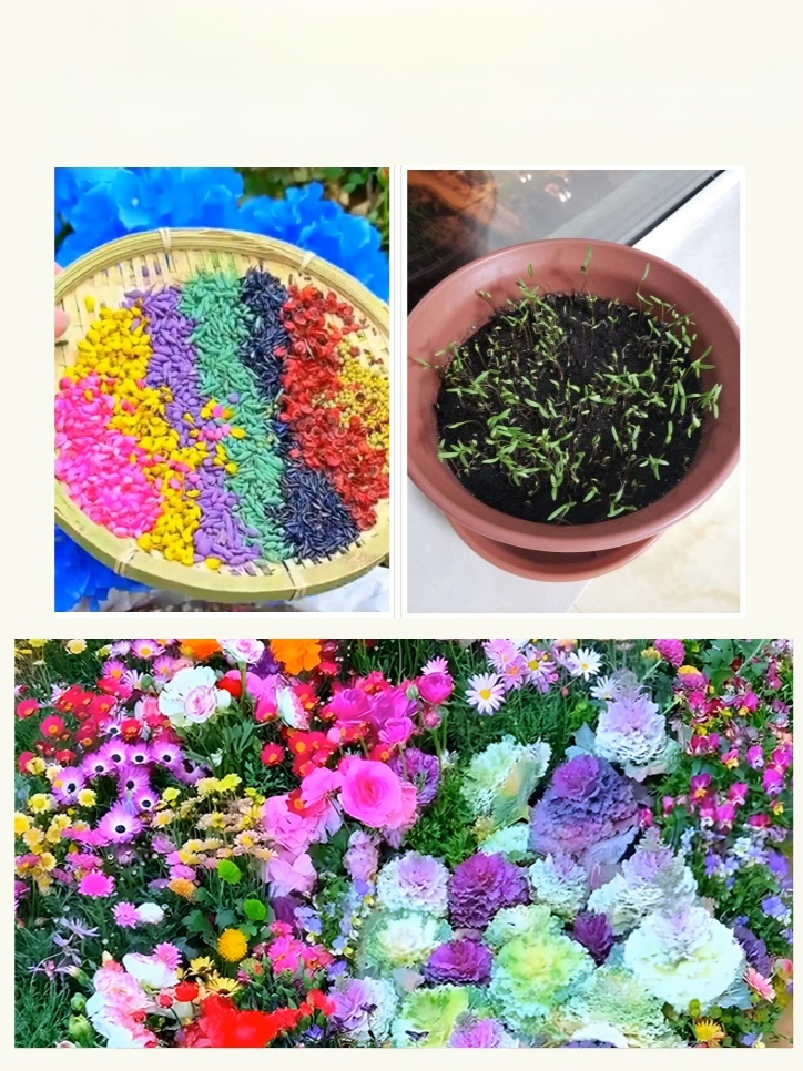 【四季開花】花海組合種子