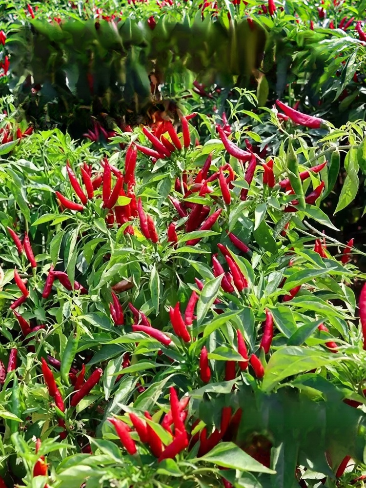 【Unyielding Harvest】Selected Disease-Resistant Pepper Tree Seeds