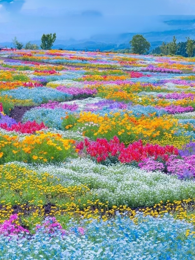 【四季開花】花海組合種子