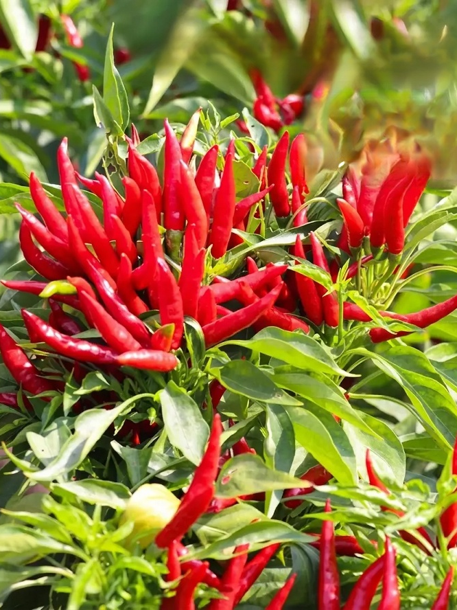 【Unyielding Harvest】Selected Disease-Resistant Pepper Tree Seeds