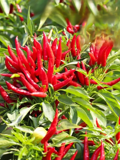 【Unyielding Harvest】Selected Disease-Resistant Pepper Tree Seeds