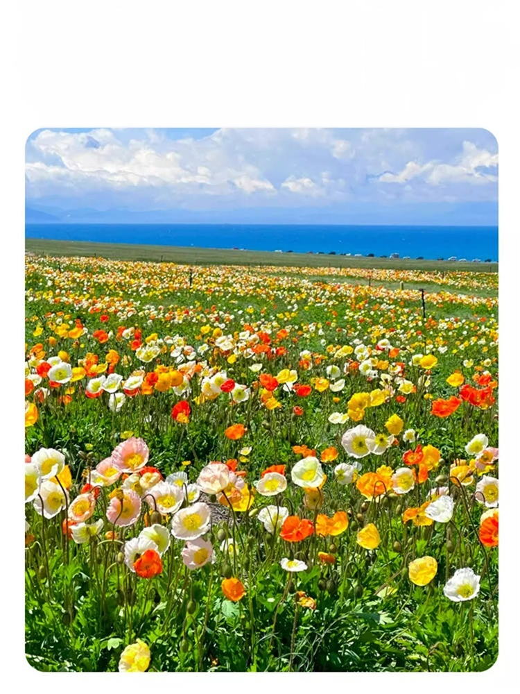 【四季開花】花海組合種子