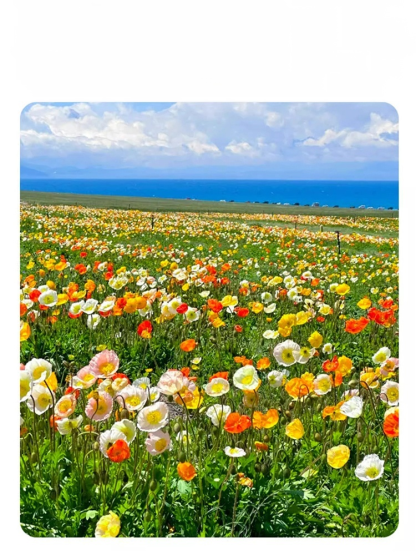 【四季開花】花海組合種子