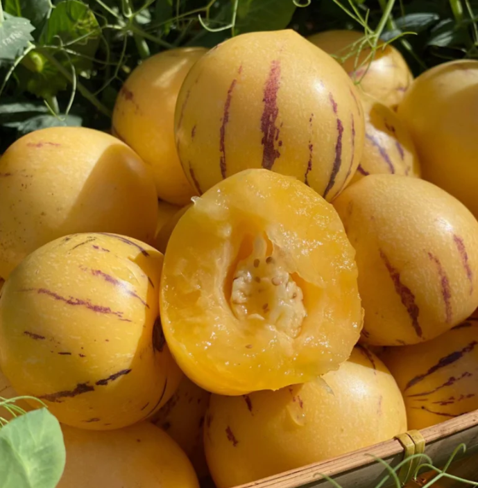 Semená pepina (Solanum muricatum) – Sladké ovocie na pestovanie v záhrade aj v črepníku 