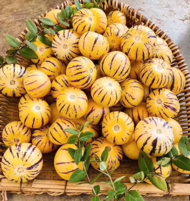Semená pepina (Solanum muricatum) – Sladké ovocie na pestovanie v záhrade aj v črepníku 