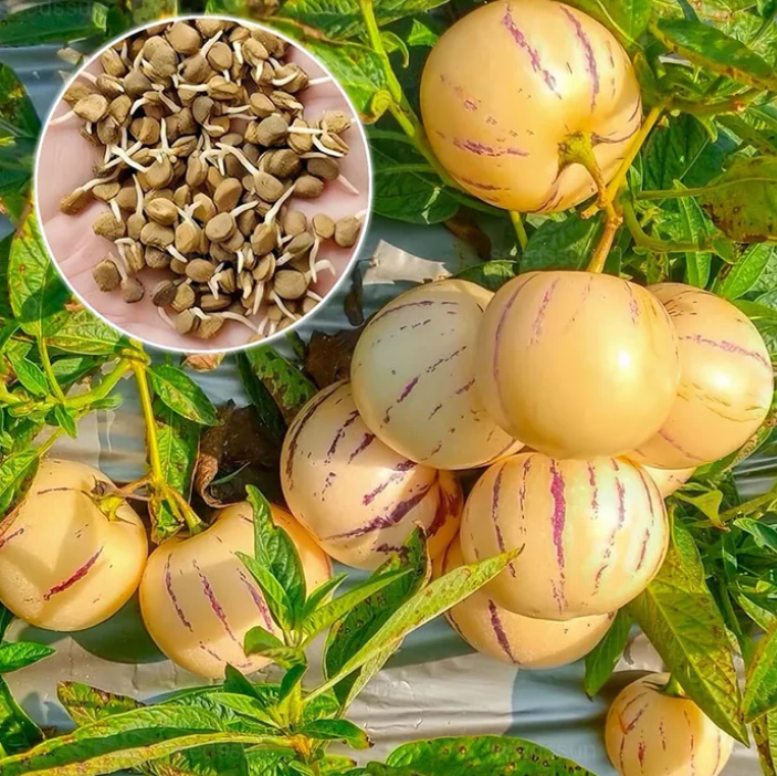 Semená pepina (Solanum muricatum) – Sladké ovocie na pestovanie v záhrade aj v črepníku 