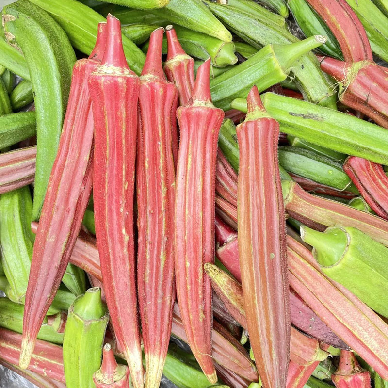 🥬High Yield Creamy Nutritious Okra-Seeds