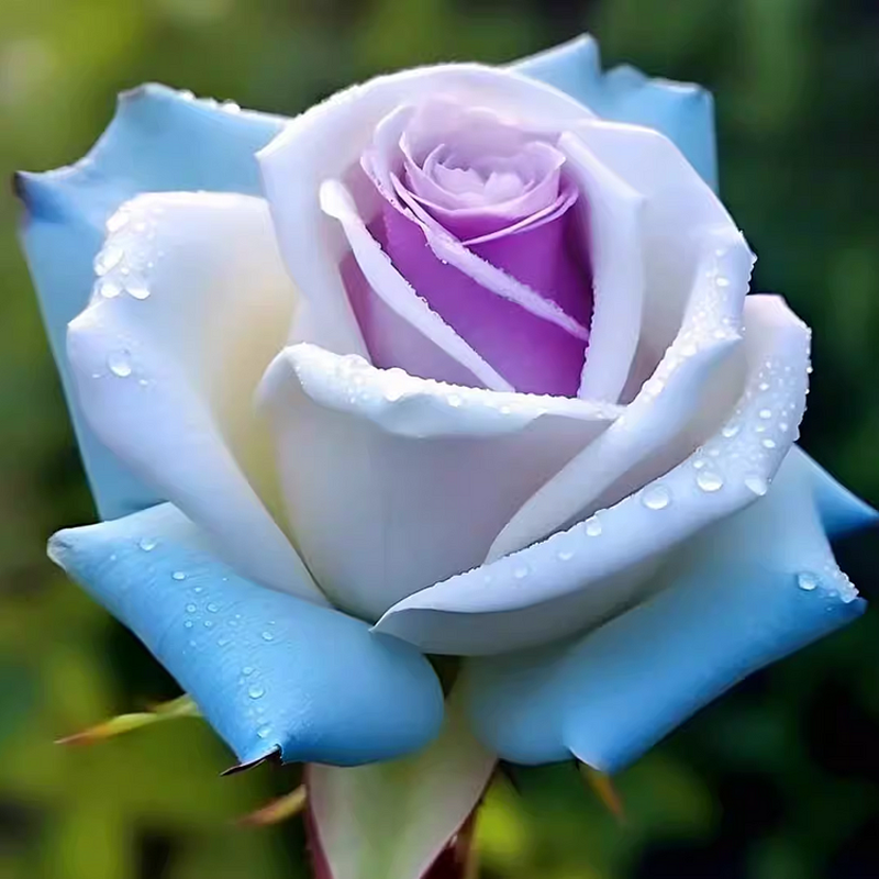 🌹 Letnia Wyprzedaż Kwiatów [50% TANIEJ] – Rzadkie Nasiona Róż! 🌼