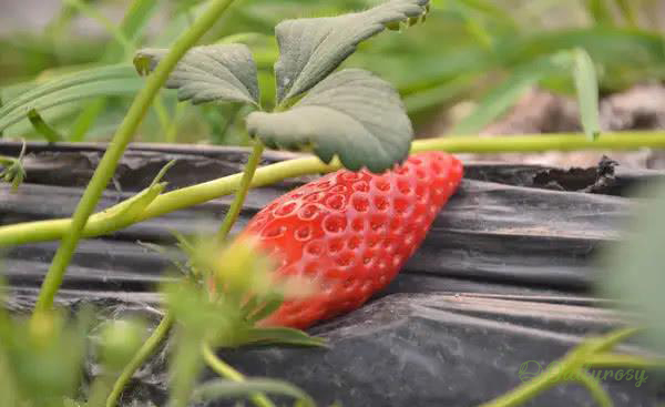 Super Sweet Chili-Shaped Strawberry Seeds🍓